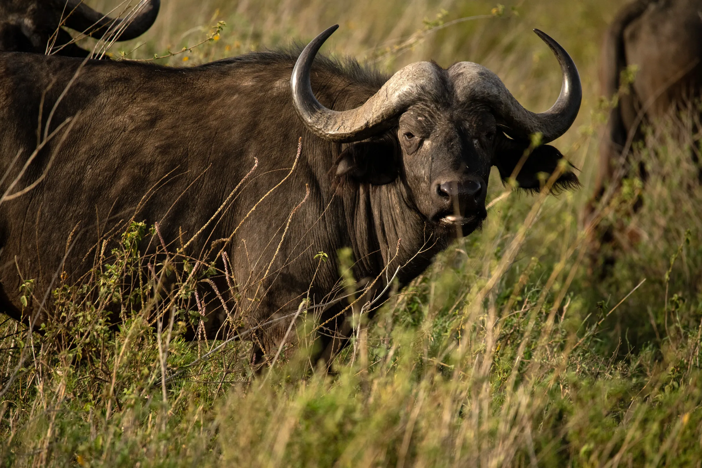 East Africa