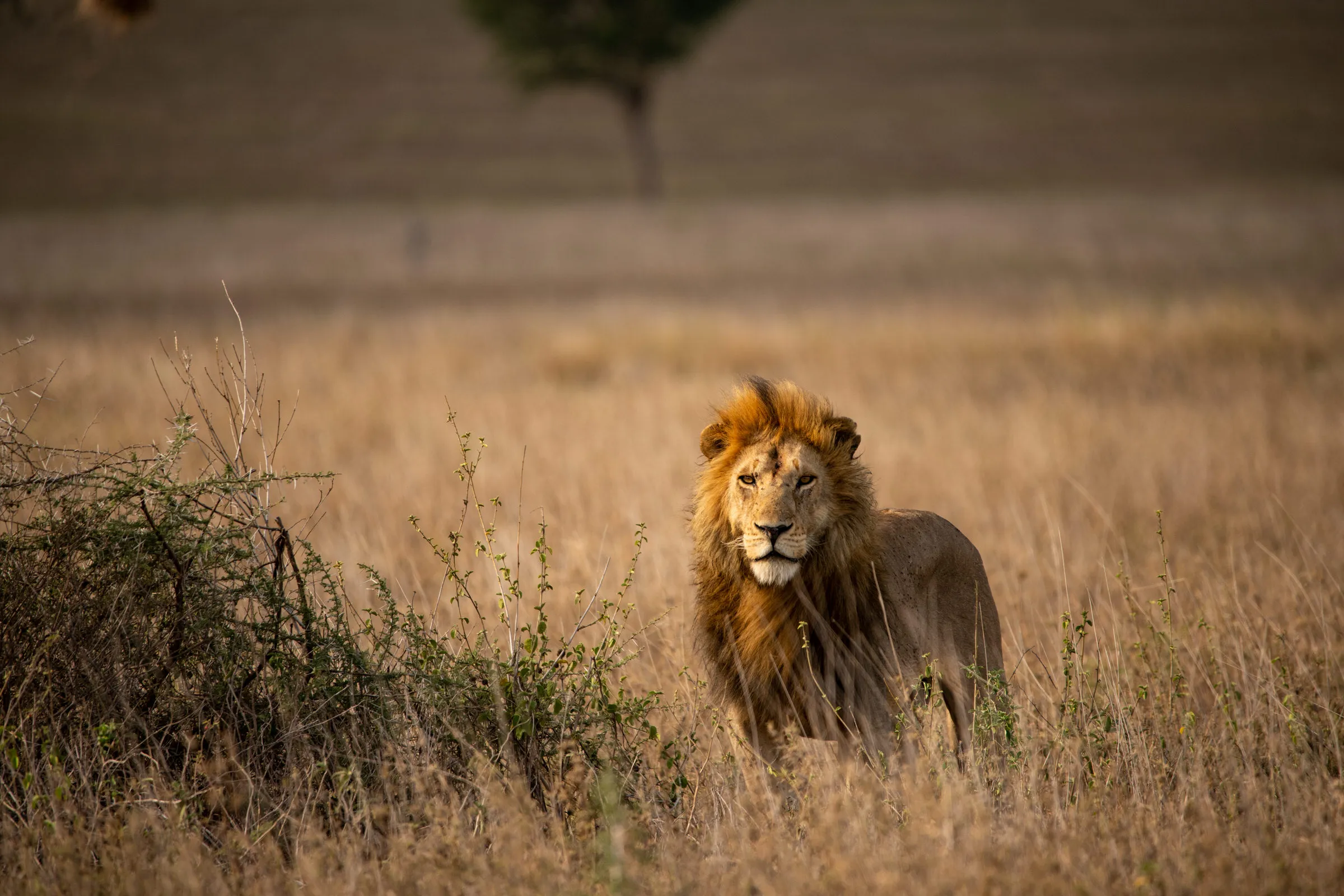 Ngorongoro Crater