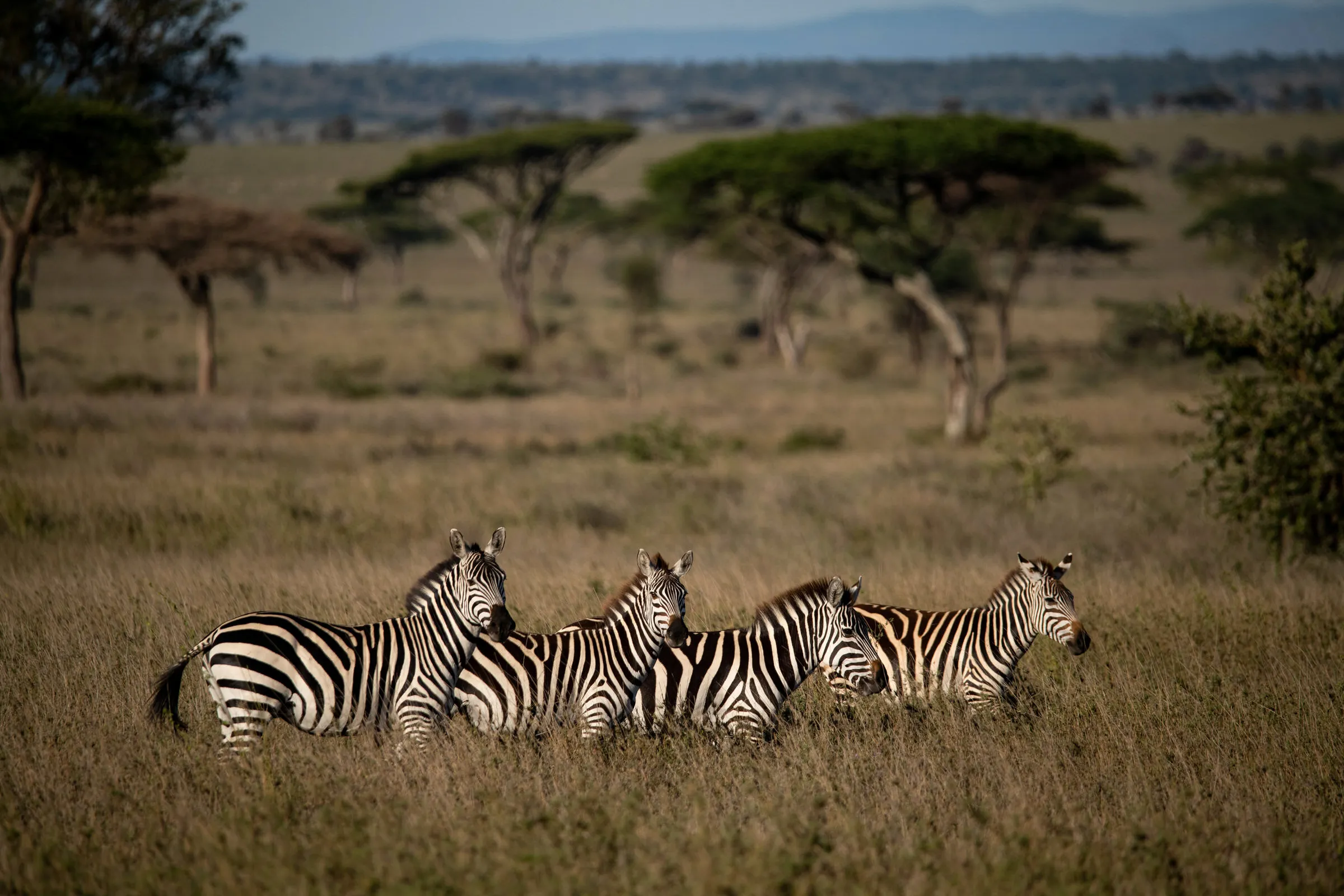 Tanzania Great Migration Safari — photo 1