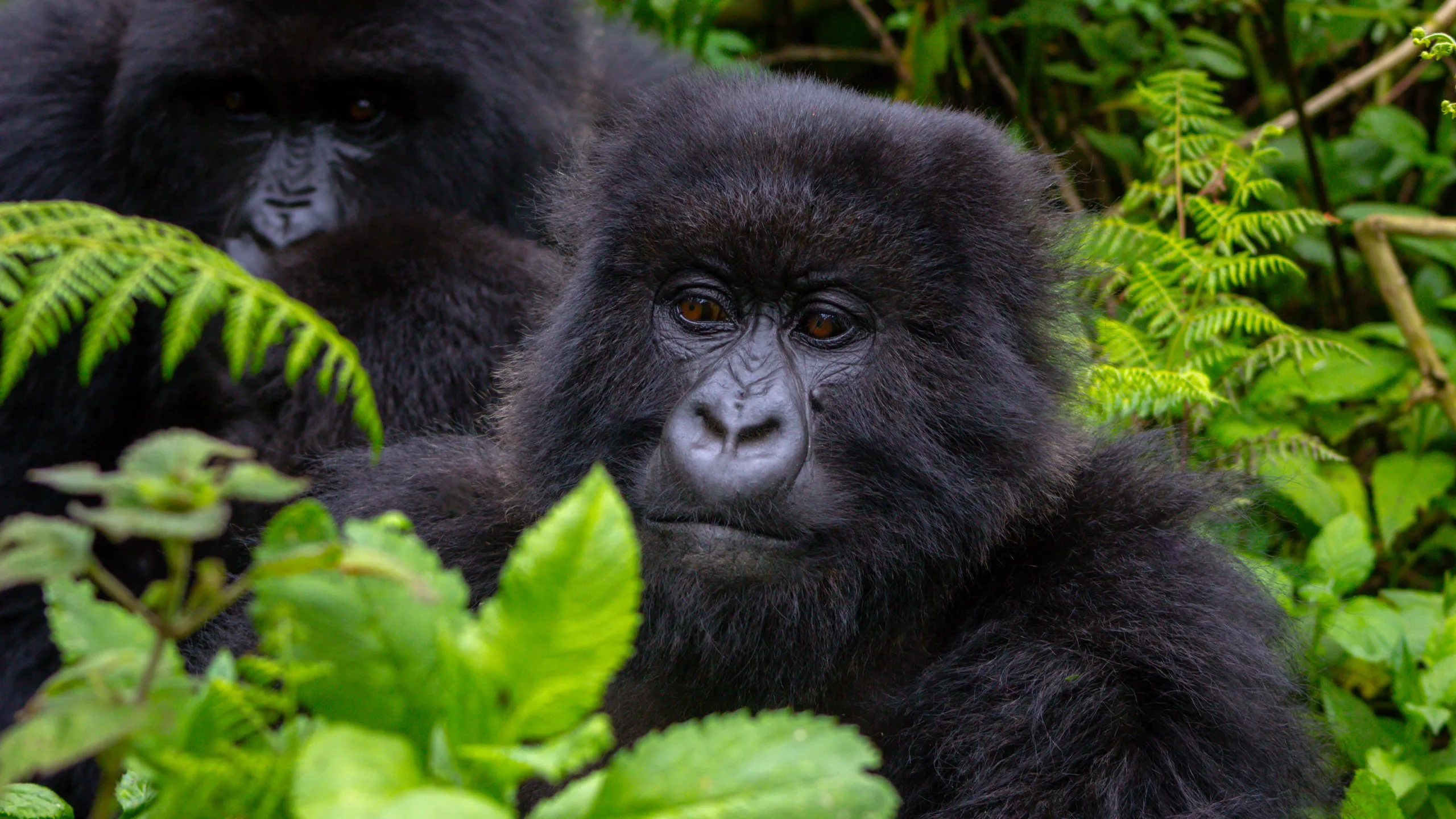 Uganda Gorilla & Chimpanzee Safari