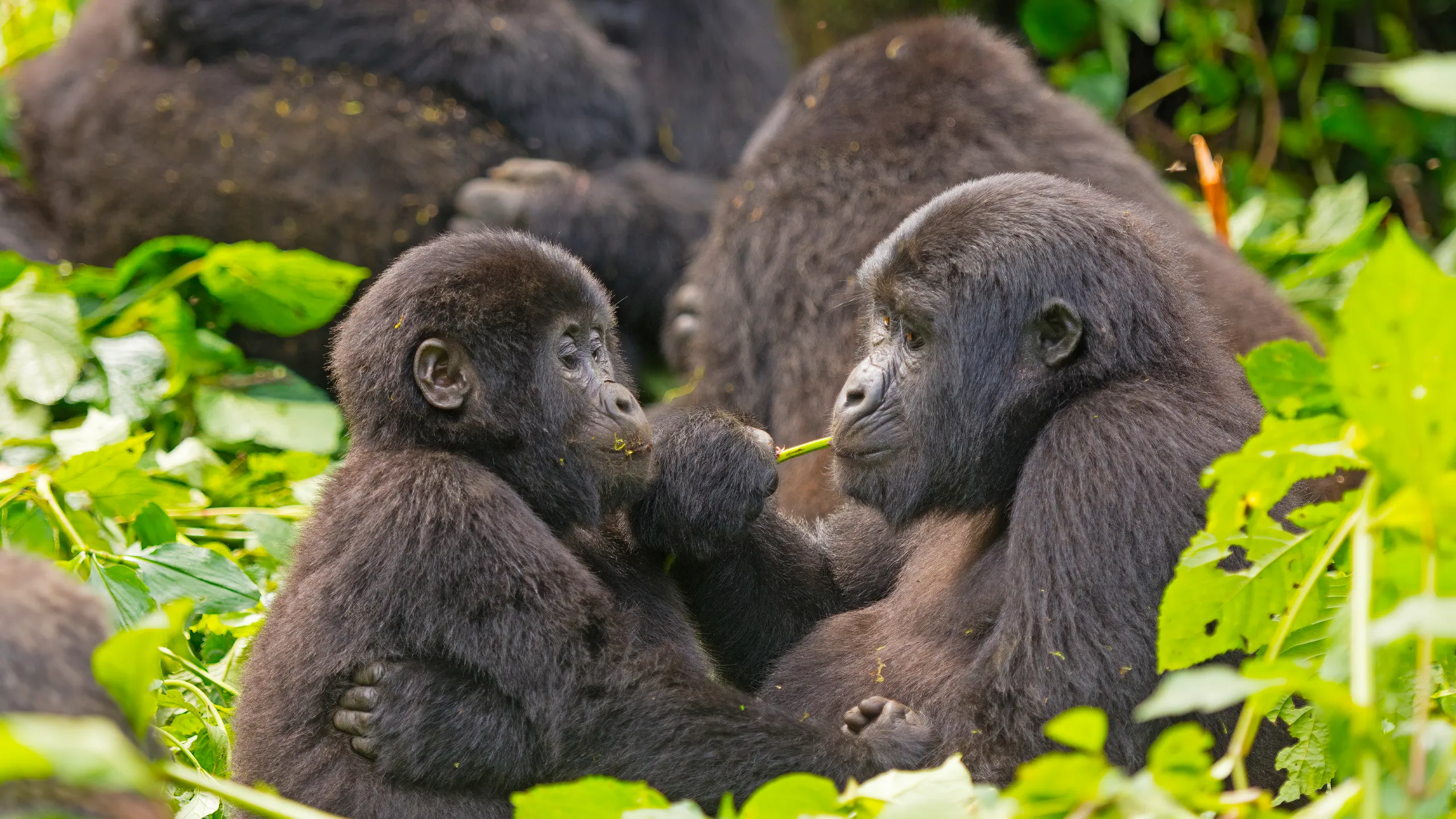 Uganda Gorilla & Chimpanzee Safari