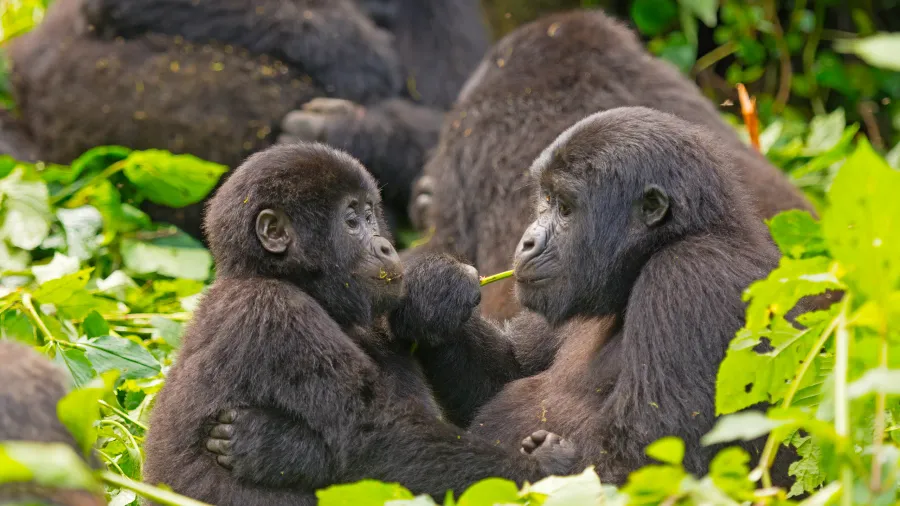 Uganda Gorilla & Chimpanzee Safari